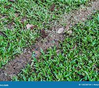 Image result for Ant Trail