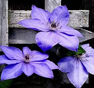 Image result for Lavender Clematis Plant
