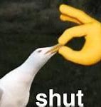 Image result for Wholesome Bird Memes