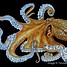Image result for Octopus Drawing Detailed