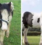 Image result for Irish Horse Breeds