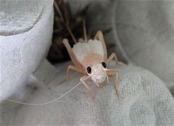 Image result for Albino Cricket