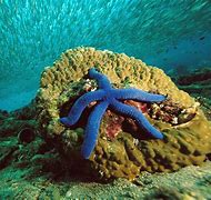 Image result for Deep Sea Underwater Wallpaper
