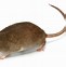Image result for Aging Of Mice vs Rats
