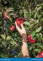 Image result for Hand Picking Apple From Tree