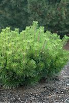 Image result for Pinus densiflora Jane Kluis