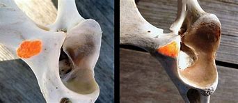 Image result for Whitetail Deer Bones