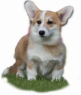 Image result for Corgis in Hats