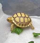 Image result for Baby Sulcata Tortoise