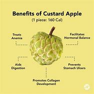 Image result for Custard Apple Diagram