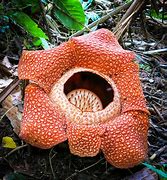 Image result for Rafflesia Biggest Flower in the World