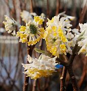 Image result for Edgeworthia chrysantha Winter Liebe