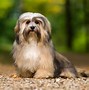Image result for Small Hypoallergenic Dog Breeds