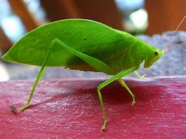 Image result for Cricket Insect Cute