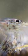 Image result for Amano Shrimp