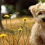 Image result for Cute Puppy Dog Desktop Wallpaper