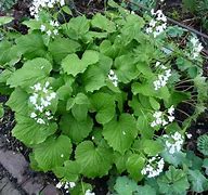 Image result for Pachyphragma macrophylla