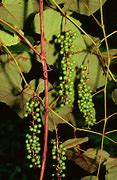 Image result for Summer Vine Plants