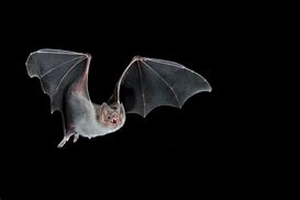 Image result for Vampire Bat Images