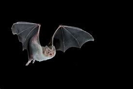 Image result for Scary Vampire Bat