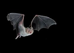 Image result for Dracula Vampire Bat