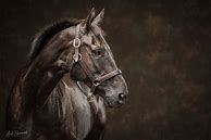 Image result for Horse Photography Senior