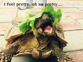 Image result for Cute Tortoise Meme