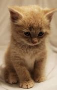 Image result for Kitten Cute Funny Cats