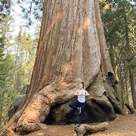 Image result for Biggest Tree to Ever Exist