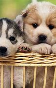 Image result for Galaxy Puppy Art