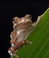 Image result for Frog Toxims