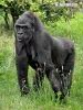 Image result for Black Old Gorilla