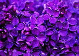 Image result for Violet Lavender
