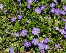 Image result for Periwinkle Ground Cover
