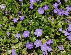 Image result for Periwinkle