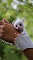 Image result for Cutest Baby Bat Albino