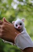 Image result for Picher of a Baby Albino Bat