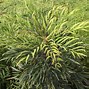 Image result for Mahonia eurybracteata Sweet Winter