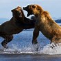 Image result for Two Grizzly Bears Fighting