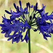 Image result for Agapanthus Sunfield