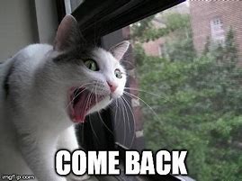 Image result for Come Back Cat Meme