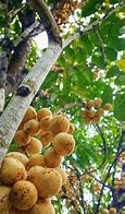 Image result for Tropical Fruit Langsat Fruit