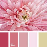 Image result for Warm Pink Color