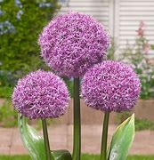 Image result for Allium Party Balloons