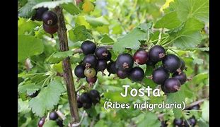 Image result for Ribes nidigrolaria Josta