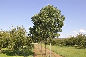 Image result for Urbanite Green Ash Tree