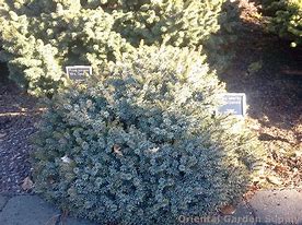 Image result for Picea omorika Treblitzsch