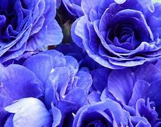紫色花的图片 的图像结果