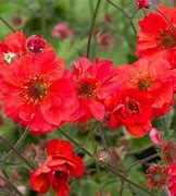 Image result for Geum Fiery Tempest