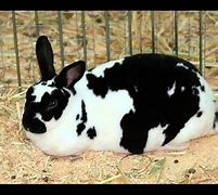 Image result for Checkered Giant Rabbit Germany 1800s